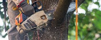 Wisner, NE  Tree Services Company