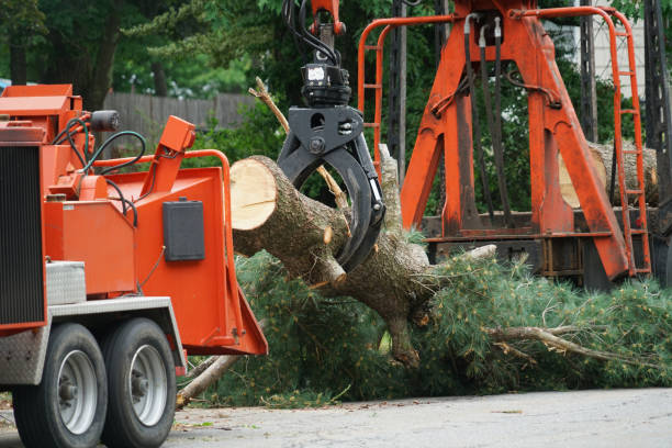 Tree and Shrub Care in Wisner, NE