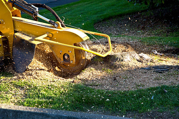 Why Choose Our Tree Removal Services in Wisner, NE?